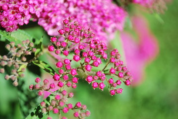 Little pink flowers