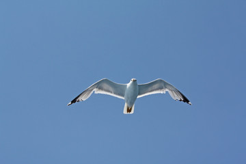 Obraz premium seagull