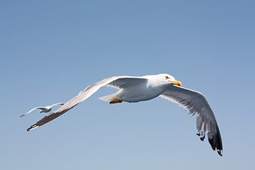 Obraz premium seagull