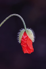 Amapola