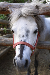 Pony in the yard © aglebocka