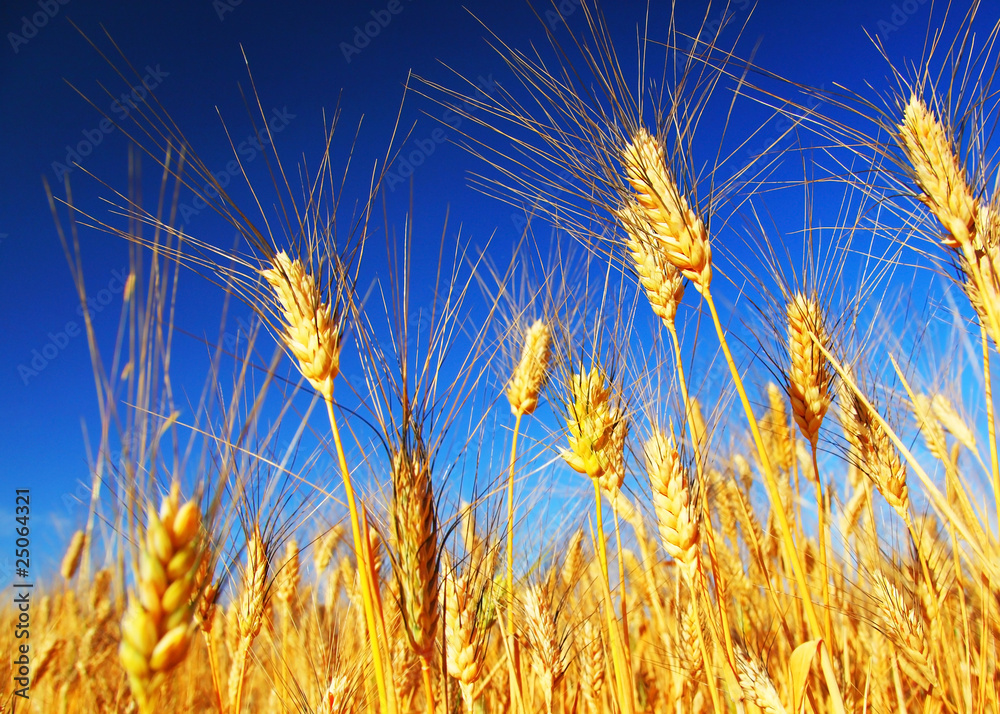 Poster wheat field