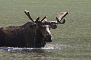 Feeding Bull Moose