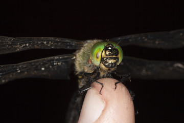 Dragonfly sitting on finger. © Henrik Larsson