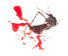 Dead mosquito and human blood.