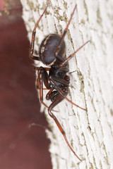 Hunting spider on wood. Extreme close-up.