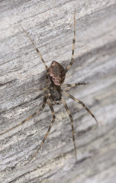 Hunting spider on wood. Extreme close-up.