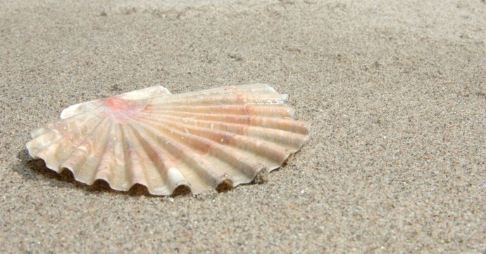 Jakobsmuschel