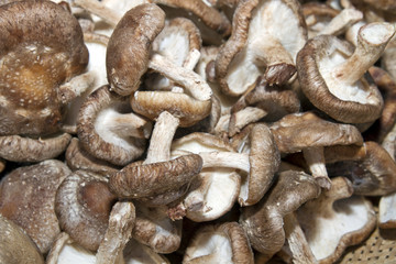 Shiitake Mushrooms 2