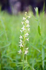 Fototapeta premium Closeup of Platanthera bifolia