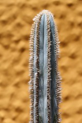 Kaktus pilosocereus pachyclados