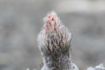 Kaktus Bischofsmütze