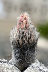 Kaktus Bischofsmütze