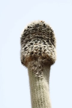Kaktus cephalocereus senilis