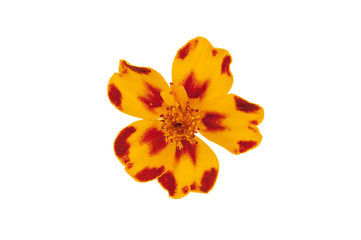 Fototapeta premium Marigold flower