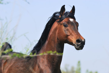portrait of beautiful brown arabian horse