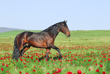 beautiful brown horse playing on pasture