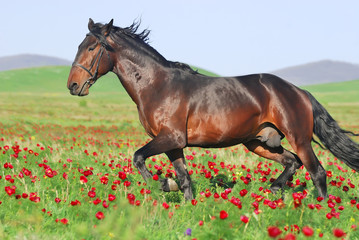 beautiful brown horse running trot on pasture