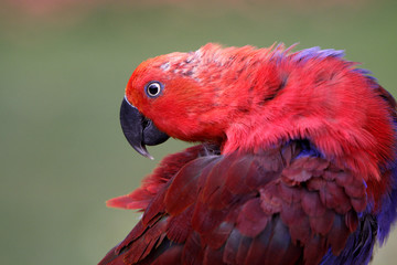 Edelpapagei (Weibchen)