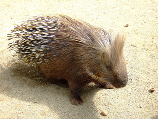 Stachelschwein