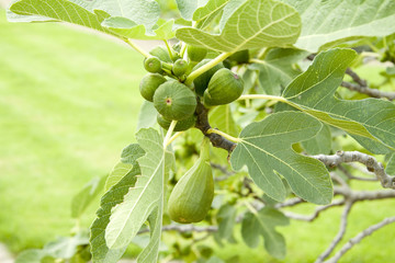 Obraz premium Feigen