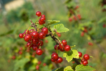 Redcurrant