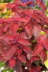 Pflanze mit roten Blätter