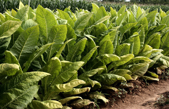 Plantation De Tabac