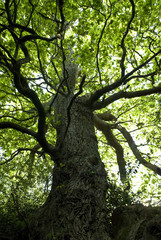 beautiful oak tree
