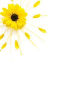 Sonnenblumen-Sonne