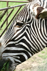 Fototapeta na wymiar Zebra in a zoo eating in close up