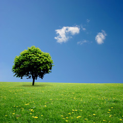 Fototapeta na wymiar A Single Tree Standing Alone with Blue Sky and Grass