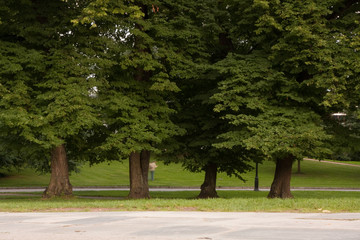 Tree in the park