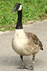 Canada Goose (Branta canadensis)