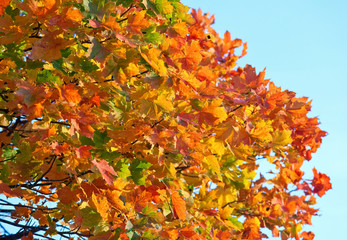 Red autumn maple foliage
