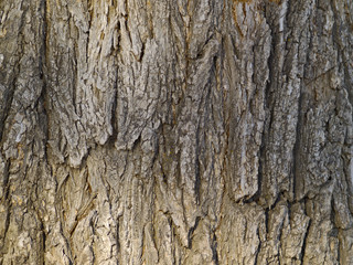 Background from a bark of an old tree