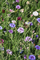Varied cornflowers