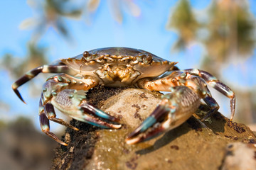 Big Crab on a beach in Indian sea