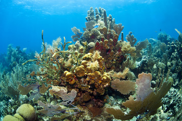 Naklejka na ściany i meble Karaibska rafa koralowa