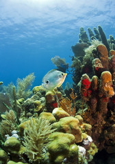 Caribbean coral reef