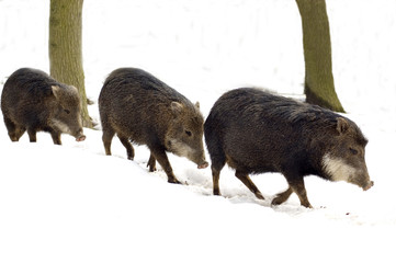 Musk hog (Tayassu tajacu)