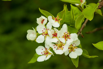 Apple tree flowers