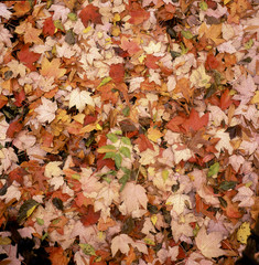 Autumn scene in the forest of New Hampshire