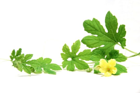 ゴーヤの蔓 の画像 537 件の Stock 写真 ベクターおよびビデオ Adobe Stock