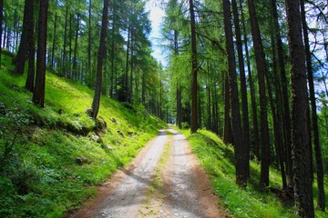 ballade foresti&egrave;re