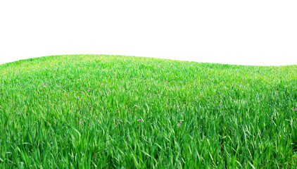 Obraz premium Isolated green hill