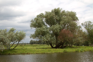 Fototapeta na wymiar Drzewa nad wodą