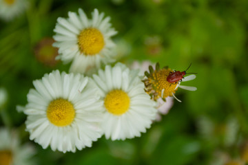 Field flowers