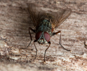 Fly on the stone
