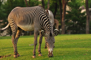 Zebra in Moscow zoo